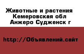  Животные и растения. Кемеровская обл.,Анжеро-Судженск г.